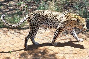 The leopard “Panthera pardus” is one of the five species in the genus Panthera, a member of the Felidae