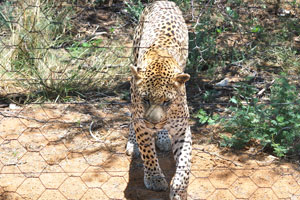 A leopard is behind an electric fence