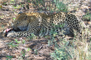 A leopard is eating a piece of meat