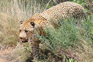 The leopard is a big cat distinguished by its robust build and muscular but relatively shorter limbs