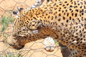 The leopard is distinguished by a coat covered by spots arranged in rosettes