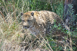 Male leopards stand 60-70 cm (24-28 in) at the shoulder, while females are 57-64 cm (22-25 in) tall