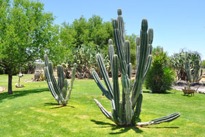 Exotic cacti decorate a green lawn