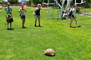 A turtle is on a green lawn