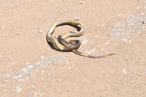 A killed snake is on the road from Harnas to Gobabis