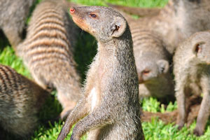 A mongoose is standing on hind legs