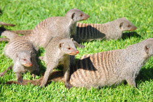 Awesome mongooses