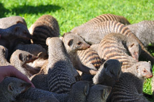 Anyone can touch mongooses