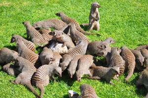 Mongooses are gathered around the stone