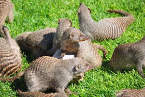 Mongooses are generally terrestrial mammals
