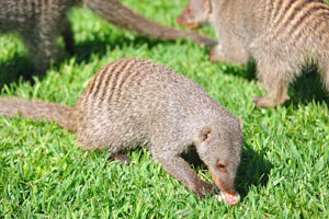 Mongooses are feeding on small animals such as rodents, birds, reptiles, frogs, insects and worms