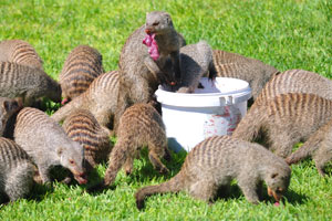 A bucket of meat is for mongooses