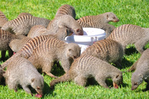 Mongooses normally have brown or gray grizzled fur, and a number of species sport striped coats or ringed tails