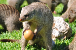 Creative hunters, mongooses are known to break open bird eggs by throwing them with their forepaws toward a solid object
