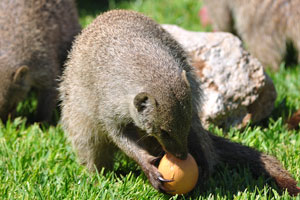 A mongoose with an egg