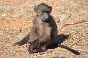 A baboon infant
