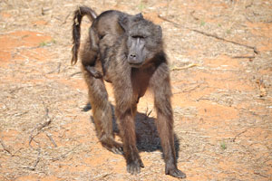 A baboon with an infant