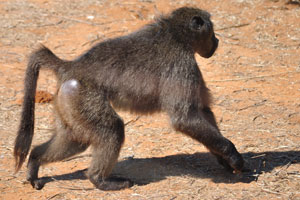 A running baboon