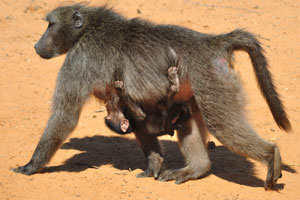 A baboon walks with an infant under the belly