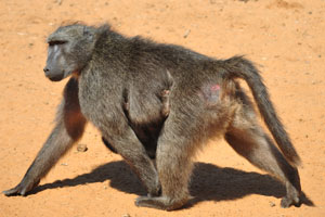 A serious baboon walks with an infant
