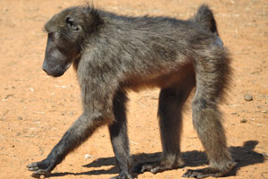 A baboon is cautious while walking