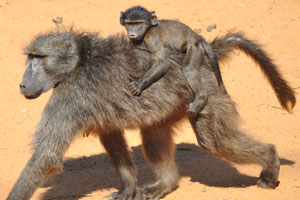 A female baboon walks with an infant over the back