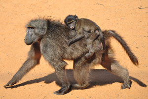 An infant baboon is riding on the back of a female baboon