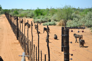 This fenced territory is for baboons