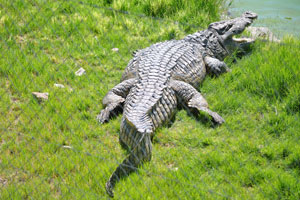 A crocodile is on a green grass