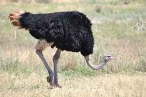 A South African ostrich male