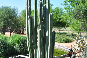 A tall cactus of Cereus species