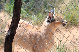 The caracal is a medium-sized wild cat native to Africa, the Middle East, Central Asia and India