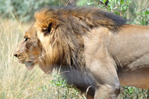 The head with mane of a male lion