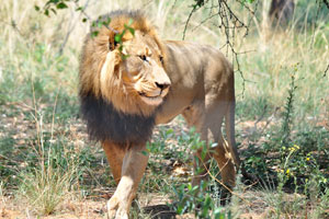 Lion males are larger than females and have prominent manes