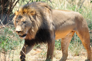 A male lion walks with a graceful gait