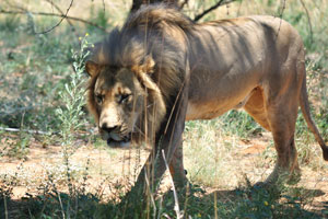 A male lion is very dangerous