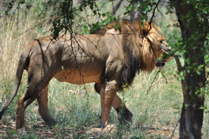 The lion typically inhabits grasslands and savannas, but is absent in dense forests