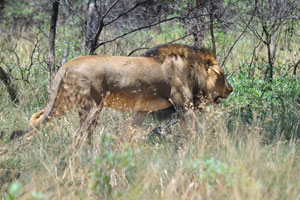 The lion is an apex and keystone predator