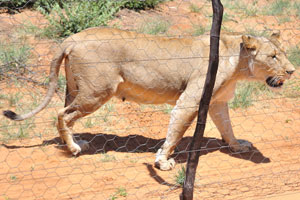 Most lionesses will have reproduced by the time they are four years of age