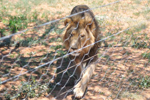 A male lion is walking near an electrified fence