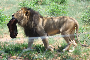 A male lion is walking with a big piece of meat