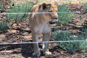 A lioness is behind an electric fence