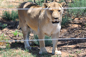 The lion spends an average of two hours a day walking and 50 minutes eating