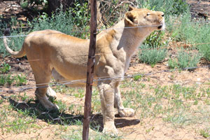 A muscular lioness