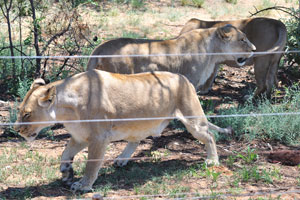 Lionesses form the stable social unit in a pride and do not tolerate outside females