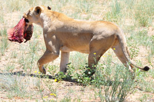A female lion is walking with a big piece of meat