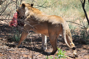 A lioness is walking with a big piece of meat