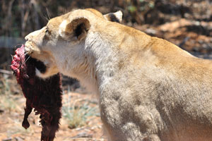 A lioness with a piece of meat