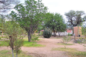 The huge euphorbia shrub grows on the territory of the campground