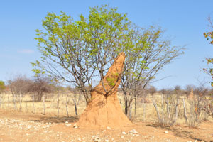 This termite mound is located near C41 road at the following geo coordinates: -18.15481, 14.27186
